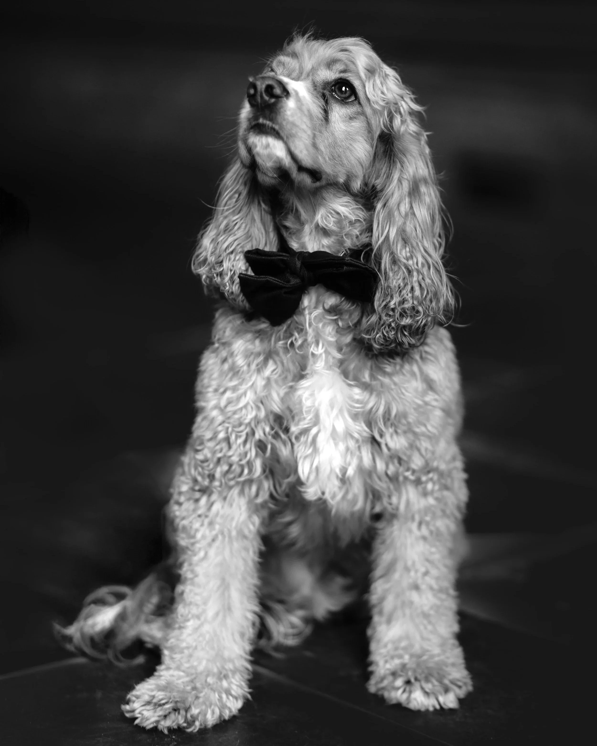 Gustave